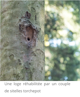 Une loge réhabilitée par un couple de sitelles torchepot