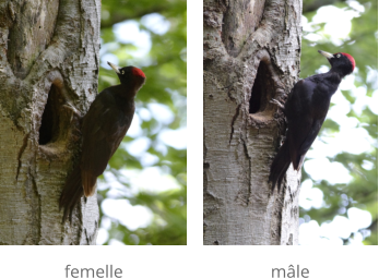 femelle mâle
