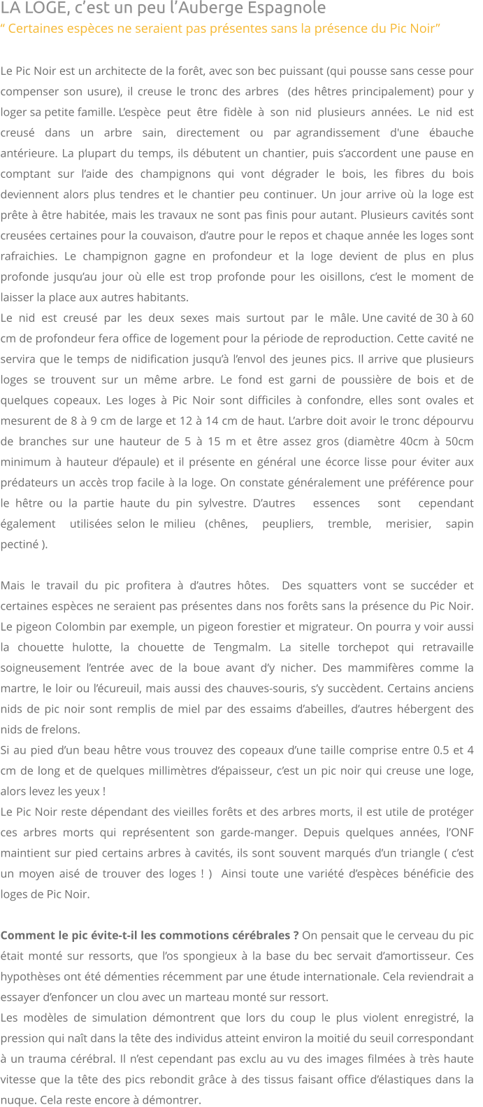 LA LOGE, c’est un peu l’Auberge Espagnole “ Certaines espèces ne seraient pas présentes sans la présence du Pic Noir”  Le Pic Noir est un architecte de la forêt, avec son bec puissant (qui pousse sans cesse pour compenser son usure), il creuse le tronc des arbres  (des hêtres principalement) pour y loger sa petite famille. L’espèce  peut  être  fidèle  à  son  nid  plusieurs  années.  Le  nid  est  creusé  dans  un  arbre  sain,  directement  ou  par agrandissement  d'une  ébauche  antérieure. La plupart du temps, ils débutent un chantier, puis s’accordent une pause en comptant sur l’aide des champignons qui vont dégrader le bois, les fibres du bois deviennent alors plus tendres et le chantier peu continuer. Un jour arrive où la loge est prête à être habitée, mais les travaux ne sont pas finis pour autant. Plusieurs cavités sont creusées certaines pour la couvaison, d’autre pour le repos et chaque année les loges sont rafraichies. Le champignon gagne en profondeur et la loge devient de plus en plus profonde jusqu’au jour où elle est trop profonde pour les oisillons, c’est le moment de laisser la place aux autres habitants.  Le  nid  est  creusé  par  les  deux  sexes  mais  surtout  par  le  mâle. Une cavité de 30 à 60 cm de profondeur fera office de logement pour la période de reproduction. Cette cavité ne servira que le temps de nidification jusqu’à l’envol des jeunes pics. Il arrive que plusieurs loges se trouvent sur un même arbre. Le fond est garni de poussière de bois et de quelques copeaux. Les loges à Pic Noir sont difficiles à confondre, elles sont ovales et mesurent de 8 à 9 cm de large et 12 à 14 cm de haut. L’arbre doit avoir le tronc dépourvu de branches sur une hauteur de 5 à 15 m et être assez gros (diamètre 40cm à 50cm minimum à hauteur d’épaule) et il présente en général une écorce lisse pour éviter aux prédateurs un accès trop facile à la loge. On constate généralement une préférence pour le hêtre ou la partie haute du pin sylvestre. D’autres   essences   sont   cependant   également   utilisées selon le milieu  (chênes,   peupliers,   tremble,   merisier,   sapin pectiné ).  Mais le travail du pic profitera à d’autres hôtes.  Des squatters vont se succéder et certaines espèces ne seraient pas présentes dans nos forêts sans la présence du Pic Noir. Le pigeon Colombin par exemple, un pigeon forestier et migrateur. On pourra y voir aussi la chouette hulotte, la chouette de Tengmalm. La sitelle torchepot qui retravaille soigneusement l’entrée avec de la boue avant d’y nicher. Des mammifères comme la martre, le loir ou l’écureuil, mais aussi des chauves-souris, s’y succèdent. Certains anciens nids de pic noir sont remplis de miel par des essaims d’abeilles, d’autres hébergent des nids de frelons.  Si au pied d’un beau hêtre vous trouvez des copeaux d’une taille comprise entre 0.5 et 4 cm de long et de quelques millimètres d’épaisseur, c’est un pic noir qui creuse une loge, alors levez les yeux !  Le Pic Noir reste dépendant des vieilles forêts et des arbres morts, il est utile de protéger ces arbres morts qui représentent son garde-manger. Depuis quelques années, l’ONF maintient sur pied certains arbres à cavités, ils sont souvent marqués d’un triangle ( c’est un moyen aisé de trouver des loges ! )  Ainsi toute une variété d’espèces bénéficie des loges de Pic Noir.  Comment le pic évite-t-il les commotions cérébrales ? On pensait que le cerveau du pic était monté sur ressorts, que l’os spongieux à la base du bec servait d’amortisseur. Ces hypothèses ont été démenties récemment par une étude internationale. Cela reviendrait a essayer d’enfoncer un clou avec un marteau monté sur ressort.Les modèles de simulation démontrent que lors du coup le plus violent enregistré, la pression qui naît dans la tête des individus atteint environ la moitié du seuil correspondant à un trauma cérébral. Il n’est cependant pas exclu au vu des images filmées à très haute vitesse que la tête des pics rebondit grâce à des tissus faisant office d’élastiques dans la nuque. Cela reste encore à démontrer.
