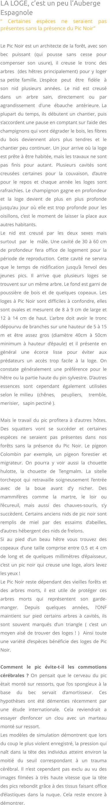 LA LOGE, c’est un peu l’Auberge Espagnole “ Certaines espèces ne seraient pas présentes sans la présence du Pic Noir”  Le Pic Noir est un architecte de la forêt, avec son bec puissant (qui pousse sans cesse pour compenser son usure), il creuse le tronc des arbres  (des hêtres principalement) pour y loger sa petite famille. L’espèce  peut  être  fidèle  à  son  nid  plusieurs  années.  Le  nid  est  creusé  dans  un  arbre  sain,  directement  ou  par agrandissement  d'une  ébauche  antérieure. La plupart du temps, ils débutent un chantier, puis s’accordent une pause en comptant sur l’aide des champignons qui vont dégrader le bois, les fibres du bois deviennent alors plus tendres et le chantier peu continuer. Un jour arrive où la loge est prête à être habitée, mais les travaux ne sont pas finis pour autant. Plusieurs cavités sont creusées certaines pour la couvaison, d’autre pour le repos et chaque année les loges sont rafraichies. Le champignon gagne en profondeur et la loge devient de plus en plus profonde jusqu’au jour où elle est trop profonde pour les oisillons, c’est le moment de laisser la place aux autres habitants.  Le  nid  est  creusé  par  les  deux  sexes  mais  surtout  par  le  mâle. Une cavité de 30 à 60 cm de profondeur fera office de logement pour la période de reproduction. Cette cavité ne servira que le temps de nidification jusqu’à l’envol des jeunes pics. Il arrive que plusieurs loges se trouvent sur un même arbre. Le fond est garni de poussière de bois et de quelques copeaux. Les loges à Pic Noir sont difficiles à confondre, elles sont ovales et mesurent de 8 à 9 cm de large et 12 à 14 cm de haut. L’arbre doit avoir le tronc dépourvu de branches sur une hauteur de 5 à 15 m et être assez gros (diamètre 40cm à 50cm minimum à hauteur d’épaule) et il présente en général une écorce lisse pour éviter aux prédateurs un accès trop facile à la loge. On constate généralement une préférence pour le hêtre ou la partie haute du pin sylvestre. D’autres   essences   sont   cependant   également   utilisées selon le milieu  (chênes,   peupliers,   tremble,   merisier,   sapin pectiné ).  Mais le travail du pic profitera à d’autres hôtes.  Des squatters vont se succéder et certaines espèces ne seraient pas présentes dans nos forêts sans la présence du Pic Noir. Le pigeon Colombin par exemple, un pigeon forestier et migrateur. On pourra y voir aussi la chouette hulotte, la chouette de Tengmalm. La sitelle torchepot qui retravaille soigneusement l’entrée avec de la boue avant d’y nicher. Des mammifères comme la martre, le loir ou l’écureuil, mais aussi des chauves-souris, s’y succèdent. Certains anciens nids de pic noir sont remplis de miel par des essaims d’abeilles, d’autres hébergent des nids de frelons.  Si au pied d’un beau hêtre vous trouvez des copeaux d’une taille comprise entre 0.5 et 4 cm de long et de quelques millimètres d’épaisseur, c’est un pic noir qui creuse une loge, alors levez les yeux !  Le Pic Noir reste dépendant des vieilles forêts et des arbres morts, il est utile de protéger ces arbres morts qui représentent son garde-manger. Depuis quelques années, l’ONF maintient sur pied certains arbres à cavités, ils sont souvent marqués d’un triangle ( c’est un moyen aisé de trouver des loges ! )  Ainsi toute une variété d’espèces bénéficie des loges de Pic Noir.  Comment le pic évite-t-il les commotions cérébrales ? On pensait que le cerveau du pic était monté sur ressorts, que l’os spongieux à la base du bec servait d’amortisseur. Ces hypothèses ont été démenties récemment par une étude internationale. Cela reviendrait a essayer d’enfoncer un clou avec un marteau monté sur ressort.Les modèles de simulation démontrent que lors du coup le plus violent enregistré, la pression qui naît dans la tête des individus atteint environ la moitié du seuil correspondant à un trauma cérébral. Il n’est cependant pas exclu au vu des images filmées à très haute vitesse que la tête des pics rebondit grâce à des tissus faisant office d’élastiques dans la nuque. Cela reste encore à démontrer.