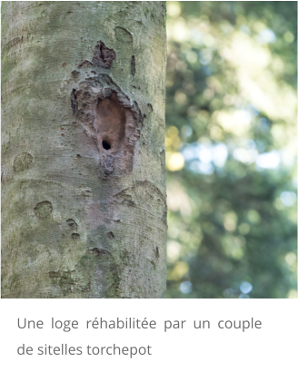 Une loge réhabilitée par un couple de sitelles torchepot